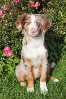 Miniature Australian Shepherd
