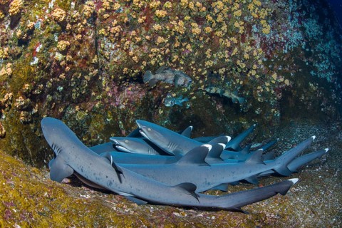 Whitetip Reef Sharks (Triaenodon obesus) at their resting place