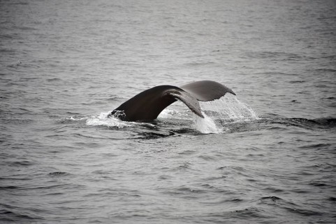 Fluke