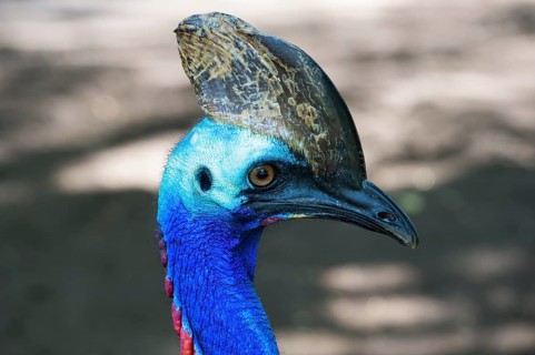 Northern Cassowary (Casuarius unappendiculatus)