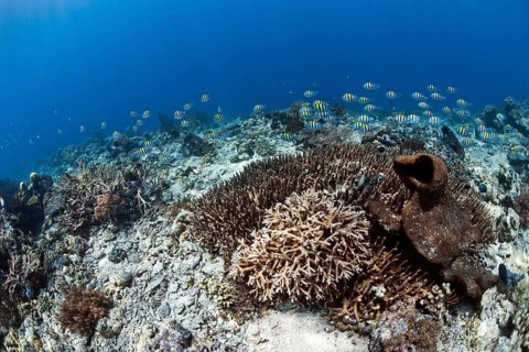 Scissortail Sergeant school (Abudefduf sexfasciatus) in the coral reef off Menjangan