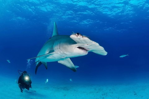 Great hammerhead shark and diver (Sphyrna mokarran)
