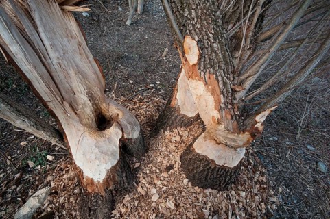 Tree trunks gnawed by beavers (Castor fiber)