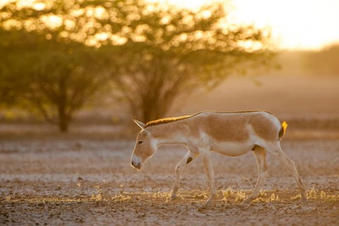 Onager or Asiatic wild ass (Equus hemionus)