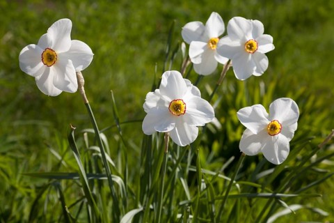 White Daffodils (Narcissus)
