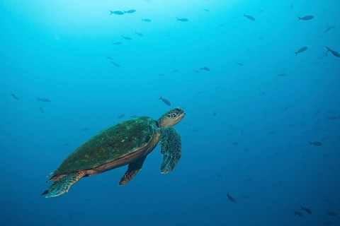 Green turtle (Chelonia mydas)