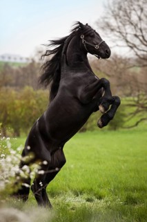 Friesian or Frisian horse