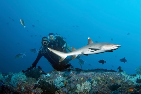 Divers watching white tip reef shark (Triaenodon obesus)