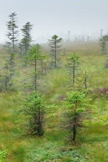 Bodebruch Moor
