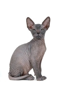 Don Sphynx kitten
