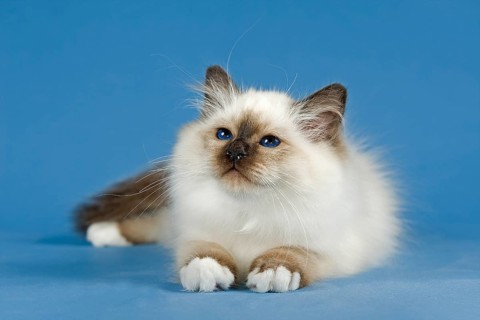 Birman Cat