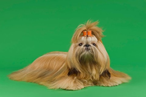 Shih Tzu