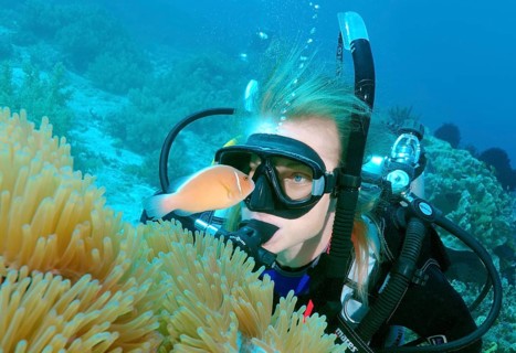 Diver looking at a Pink skunk clownfish or Pink anemonefish (Amphiprion perideraion)