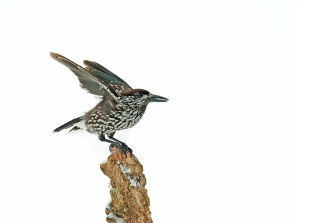 Spotted nutcracker (Nucifraga caryocatactes)