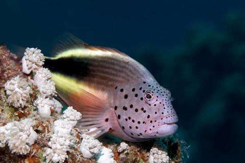Black-sided hawkfish (Paracirrhites forsteri)