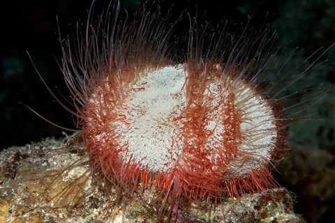 Collector urchin (Tripneustes gratilla)
