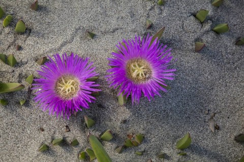 Hottentot-fig (Carpobrotus edulis)
