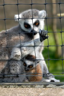 Ring-tailed Lemurs (Lemur catta)