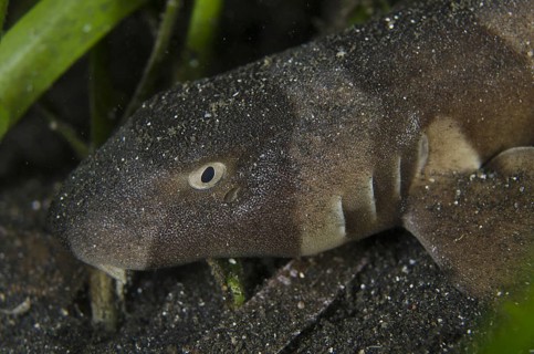 Brown-banded Bamboo Shark (Chiloscyllium punctatum)