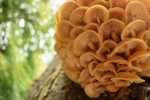 Velvet Shank Fungus (Flammulina velutipes) fruiting bodies