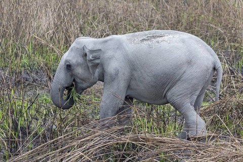Asian elephant (Elephas maximus)