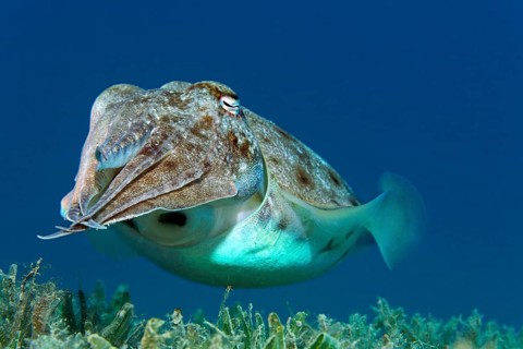 Broadclub cuttlefish (Sepia latimanus)