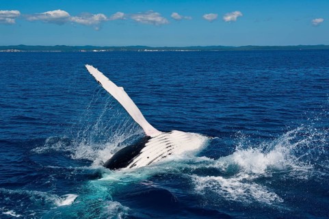 Humpback Whale (Megaptera novaeangliae)