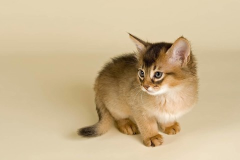 Somali kitten