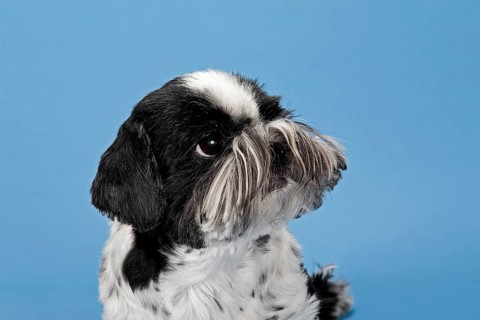 Shih Tzu