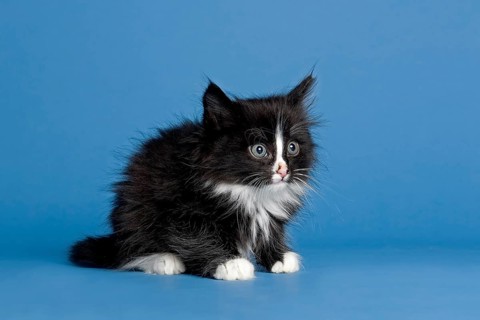 Norwegian Forest Cat