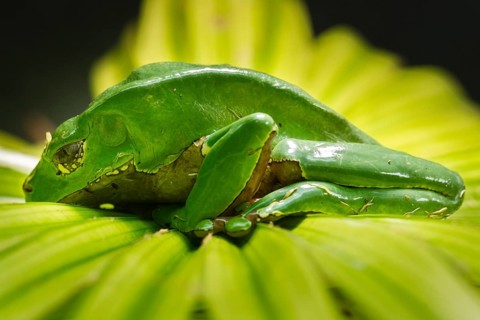 Giant Leaf Frog (Phyllomedusa bicolor)