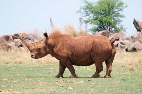 White Rhinoceros (Ceratotherium simum)