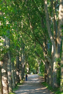 Avenue