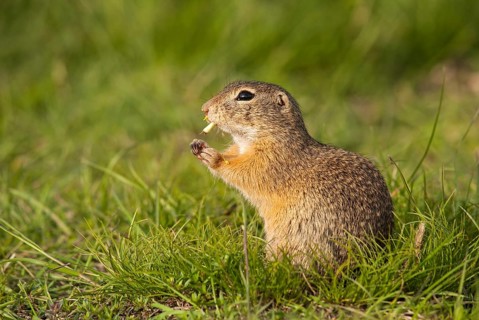 European Ground Squirrel or European Souslik (Spermophilus citellus)
