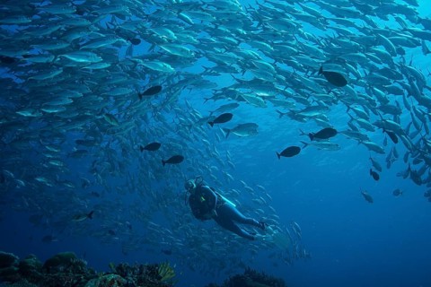 Female diver watching a school of Bigeye Trevallies (Caranx sexfasciatus)