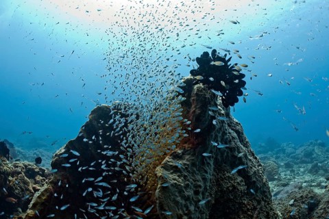 Glass fish schooling around a marine sponge (Parapriacanthus ransonneti)