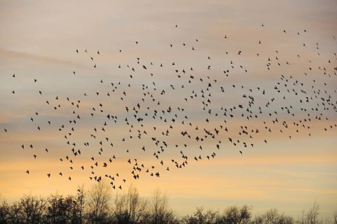 Common Starling (Sturnus vulgaris) flock