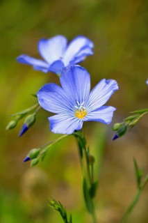 Alpine Flax (Linum alpinum)