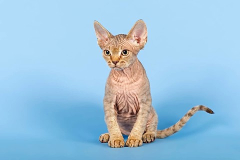 Devon Rex