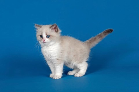 Ragdoll cat