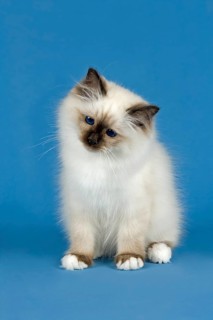 Birman Cat