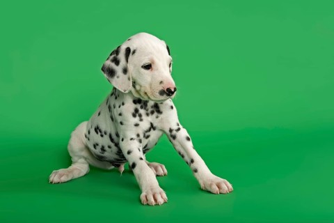 Dalmatian puppy