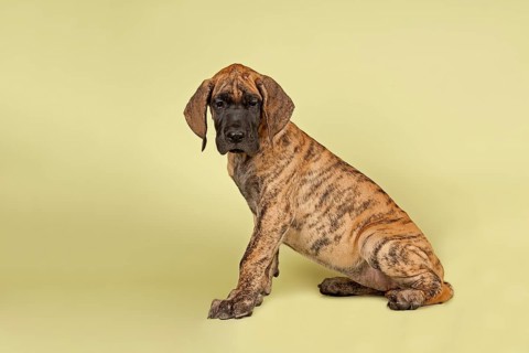 Great Dane