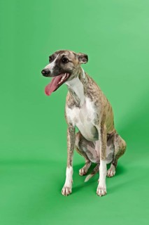 Whippet