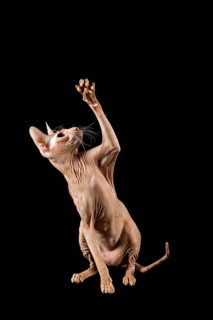 Peterbald cat