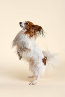 Papillon dog