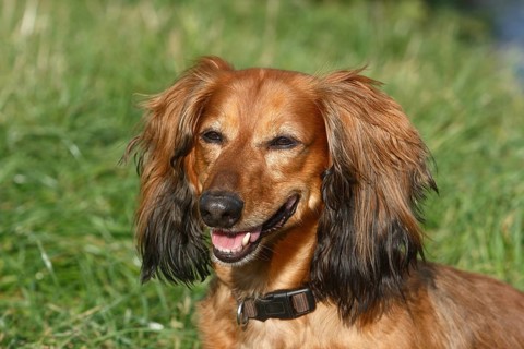 Long-haired dachshund
