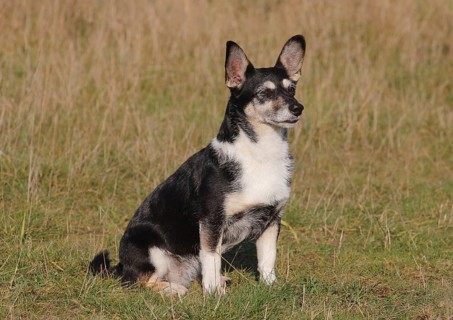 Jack Russell-Yorkshire