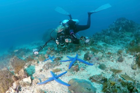Diver taking pictures of Blue Starfish (Linckia laevigata)