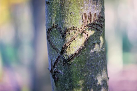 Heart carved into a tree